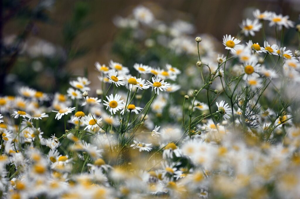 Chamomile for Sleep and Relaxation