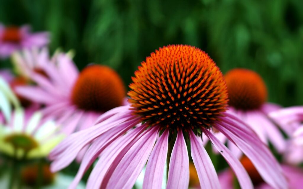 The Ultimate Guide to Echinacea: Unlocking Its Immune-Boosting Secrets