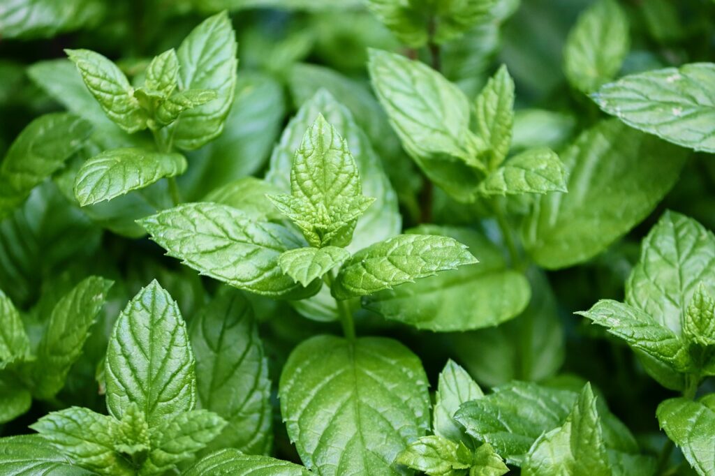 The Medicinal Power of Peppermint: Headache and IBS Relief